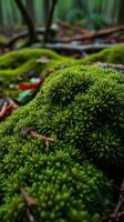 Mosses in the forest photo