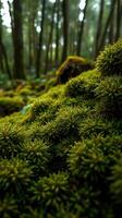 A forest with lots of green moss photo