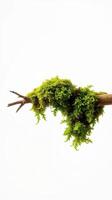 A branch with moss on it is hanging from a tree photo