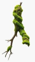 A moss covered branch with a green leaf photo