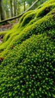 A close up of a moss covered rock in the woods photo