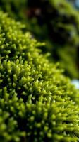 A close up of a green mossy plant photo