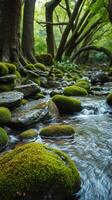 A stream flowing through a forest with mossy rocks photo