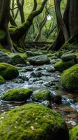 A stream running through a forest with mossy rocks photo