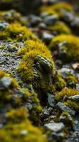 A close up of moss growing on rocks photo