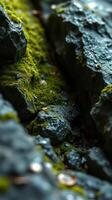 A close up of a rock with moss growing on it photo