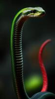 A green snake with red and green stripes photo