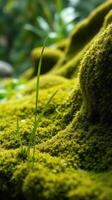 A close up of a moss covered rock photo