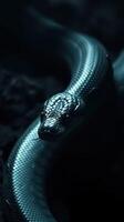 A snake is shown in a dark background photo