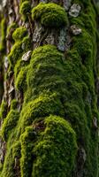 A close up of a tree with moss growing on it photo