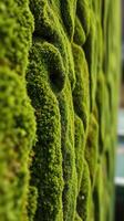 A green wall covered with moss photo