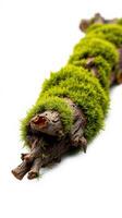 A moss covered log on a white background photo