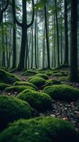 A forest with green mossy trees and trees photo