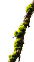 A moss covered branch with a white background photo