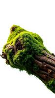 A moss covered log on a white background photo