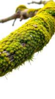 A moss covered branch on a white background photo