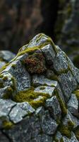 A rock with moss growing on it photo