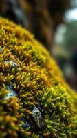 A close up of moss growing on a rock photo