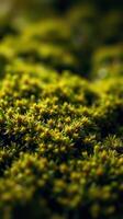 A close up of a green mossy plant photo