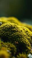 A close up of a mossy plant photo