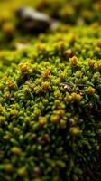 A close up of a green mossy plant photo