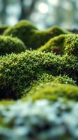 A close up of moss growing on a rock photo