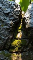 A rock with moss growing on it photo