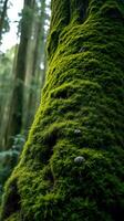 A large tree with moss growing on it photo