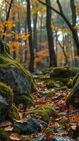 Autumn forest with mossy rocks and leaves photo