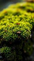 A close up of green moss on a rock photo