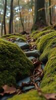 A mossy path in the woods photo