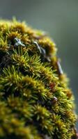 A close up of moss on a rock photo