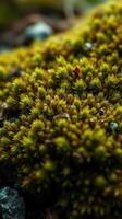 A close up of a mossy plant photo