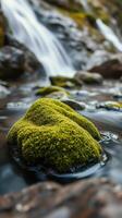 A rock covered in moss photo