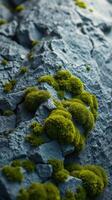 A close up of moss growing on a rock photo