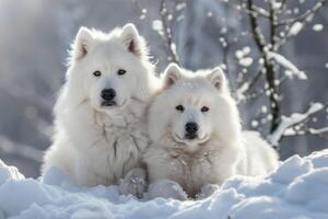 Two samoyed dogs lying in the snow on a sunny winter day photo