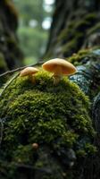Two mushrooms are sitting on a moss covered tree photo