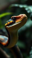 A close up of a snake with a black and orange head photo