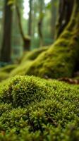 A close up of moss growing on the ground photo