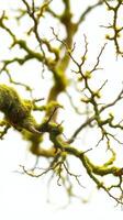 A close up of a branch with moss on it photo