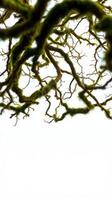 A tree with mossy branches and leaves photo