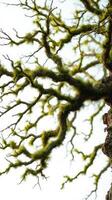 A tree with moss growing on it photo