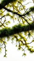 A close up of a tree with green moss photo