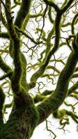 A large tree with moss growing on it photo