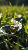 A snake is sitting in the grass photo