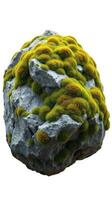 A rock with moss on it is shown in this image photo