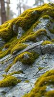 A close up of a rock with moss growing on it photo