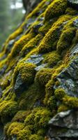 A close up of moss growing on a rock photo