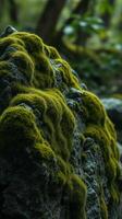 A moss covered rock in the woods photo