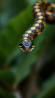 A snake with a yellow and black stripe on its head photo